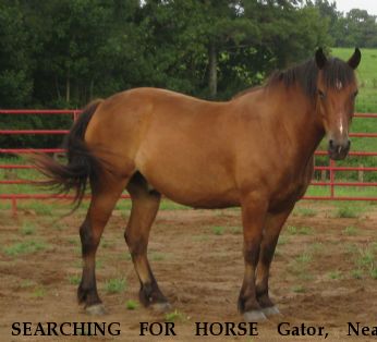 SEARCHING FOR HORSE Gator, Near carrollton, GA, 30116